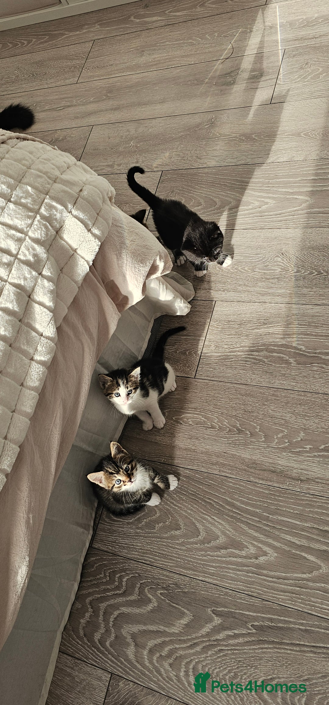 Mixed Breed cats for sale: Beautiful friendly kitties 💖 ready for homes 💕 - Image 4