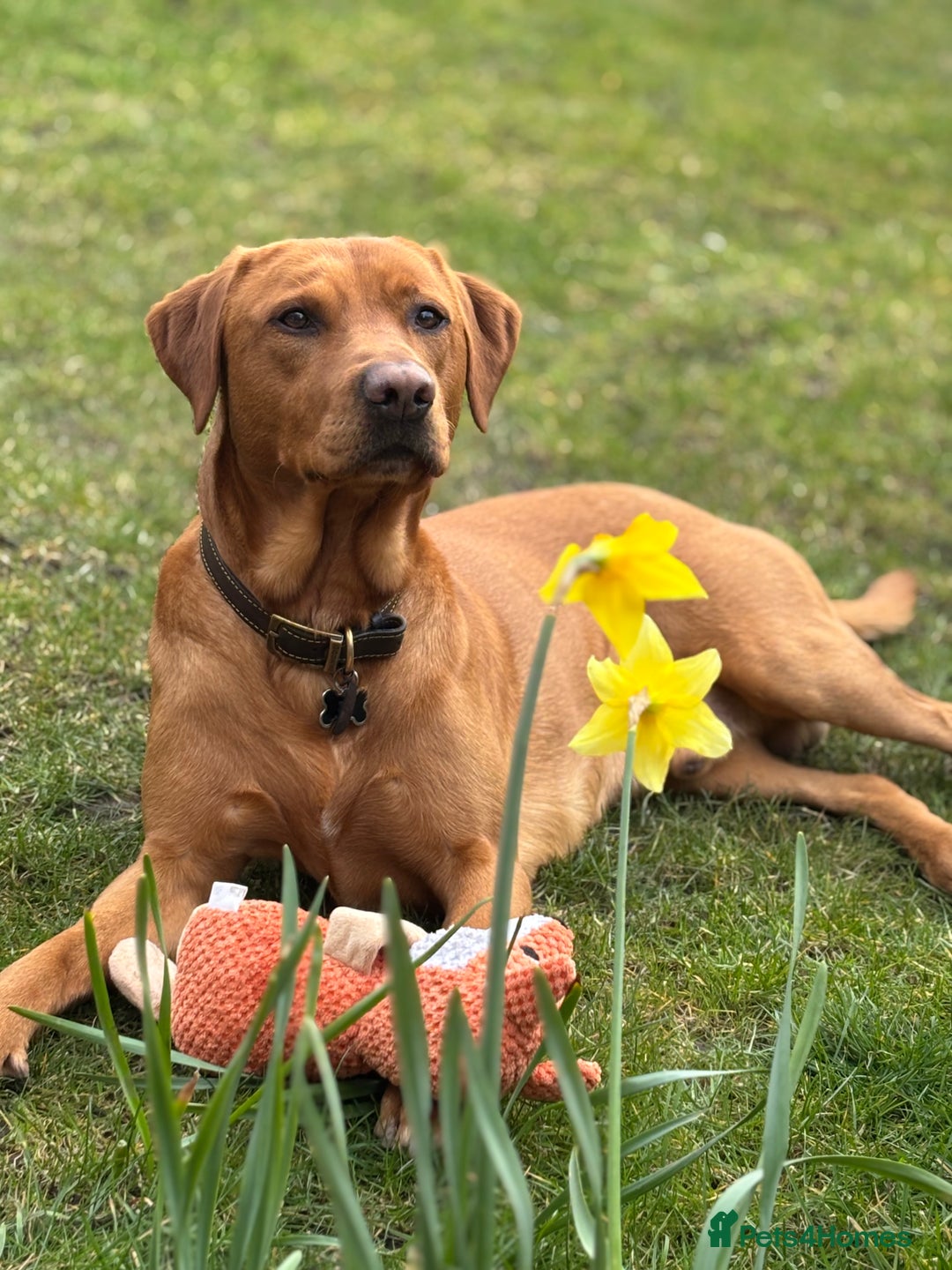 Labrador Retriever dogs for stud: Fox Red Labrador for Stud - Advert 4