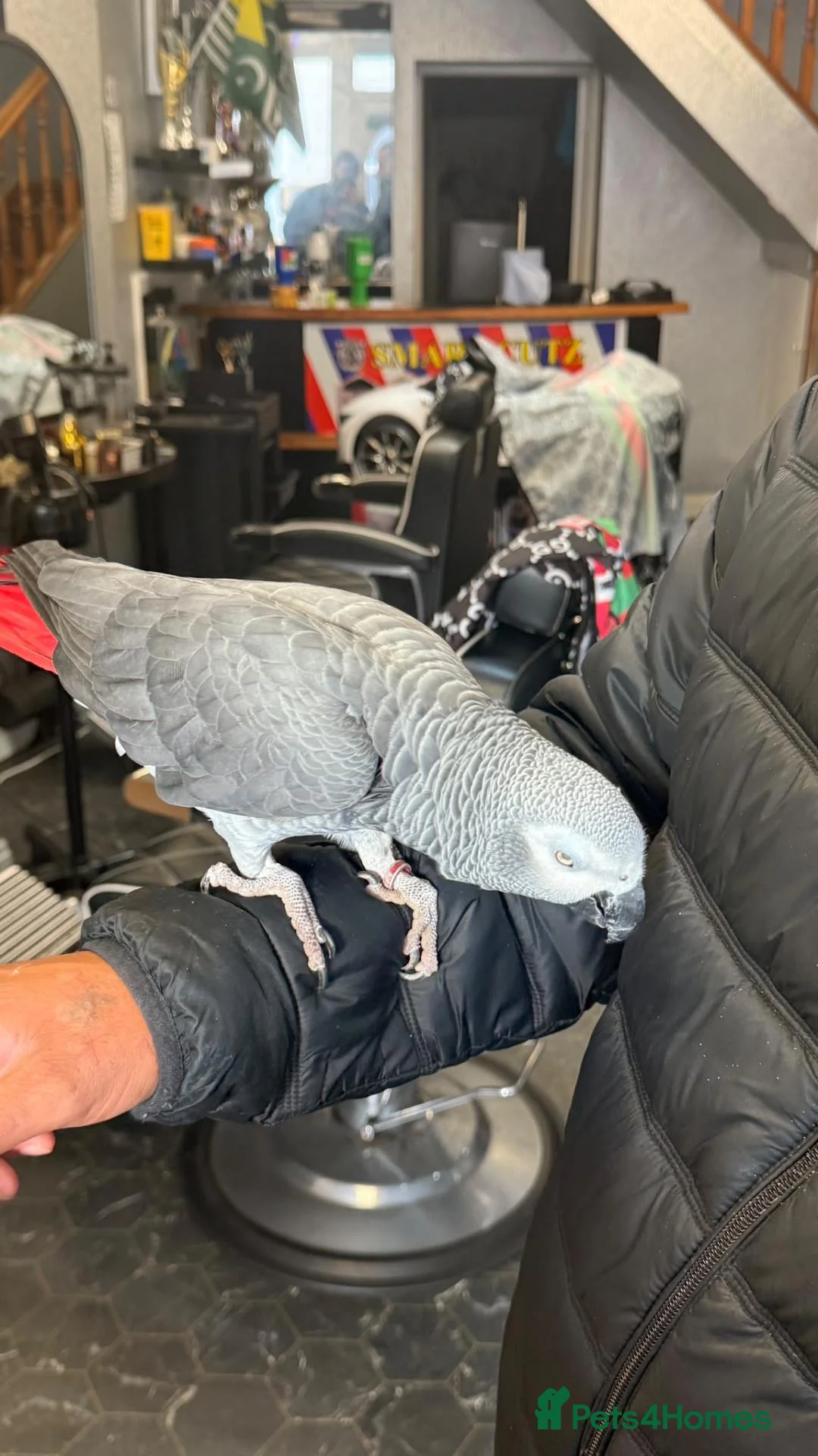 Parrots birds for sale: Supertame and Talking Congo African Grey - Advert 1