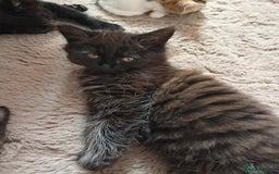 Mixed Breed cats for sale: Kittens ready now  - Image 3