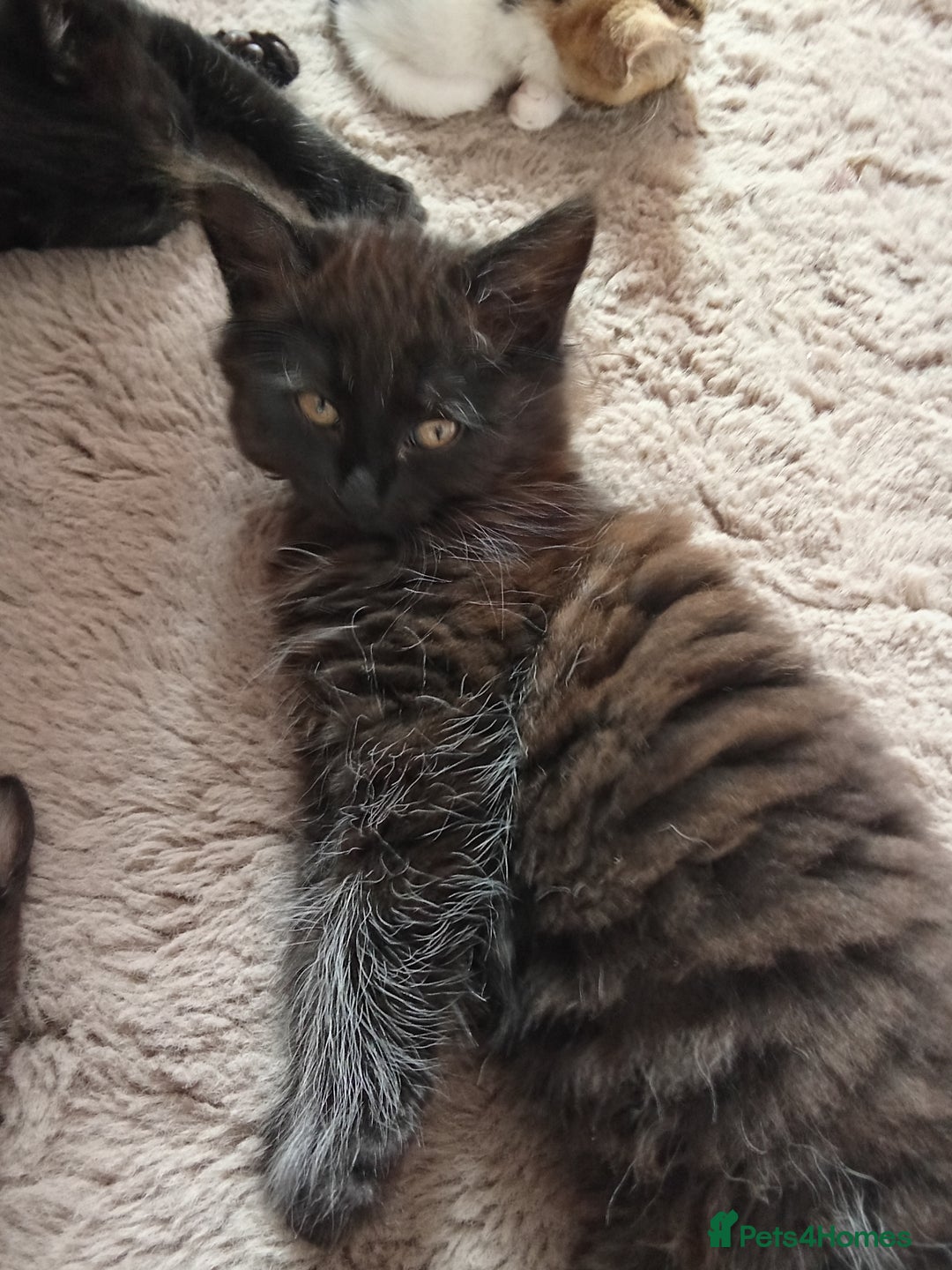 Mixed Breed cats for sale: Kittens ready now  - Image 3
