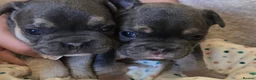 French Bulldog dogs for sale: 4 Adorable Male French Bulldog Puppies for Sale 🐾 in Durham - Advert 3