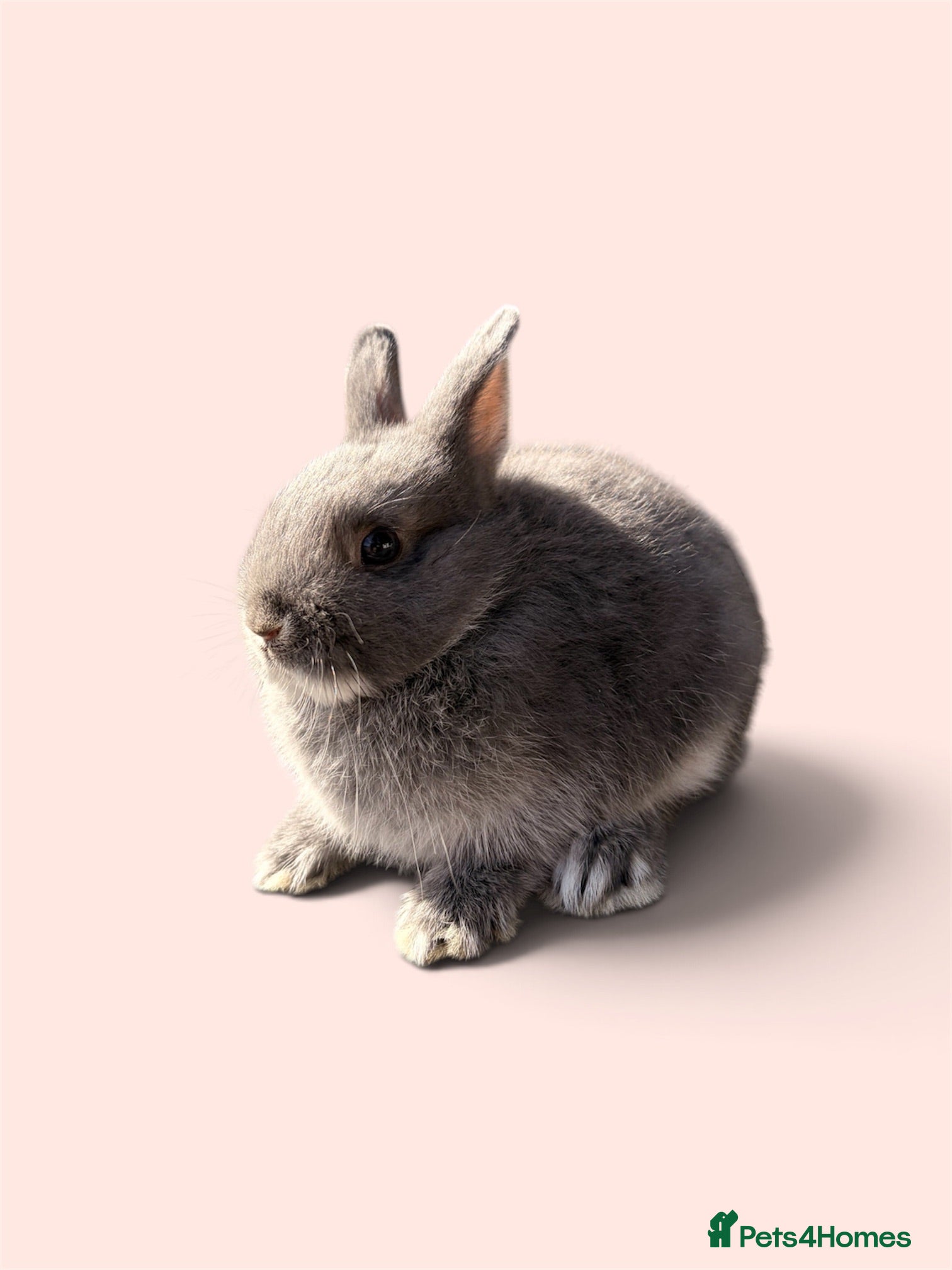 Netherland Dwarf rabbits STUNNING TAME PUREBRED NETHERLAND DWARF BABIES - Advert 3