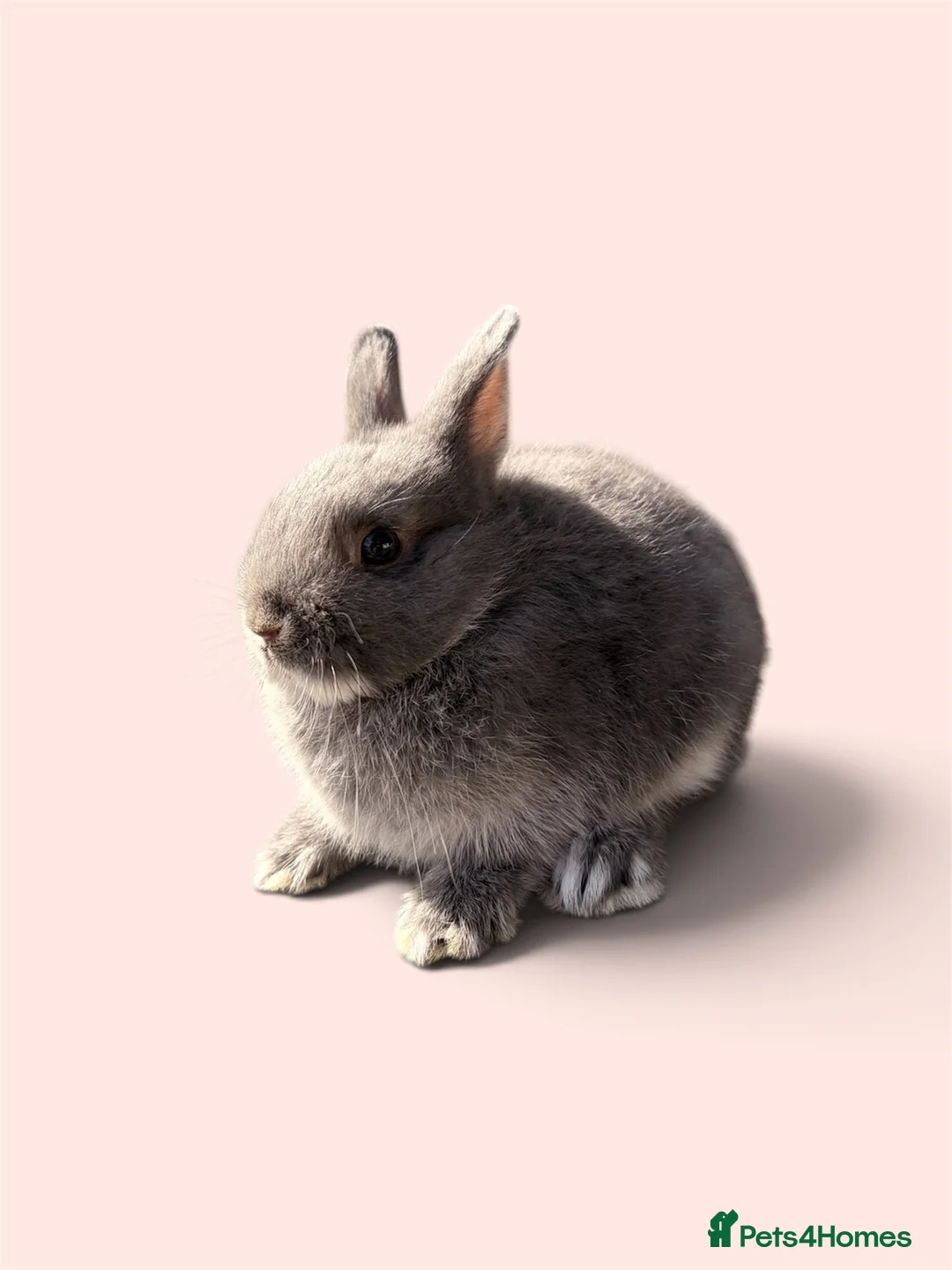 Netherland Dwarf rabbits for sale: STUNNING PUREBRED NETHERLAND DWARF BABIES - Advert 1