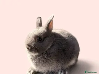 Netherland Dwarf rabbits STUNNING TAME PUREBRED NETHERLAND DWARF BABIES - Advert 3