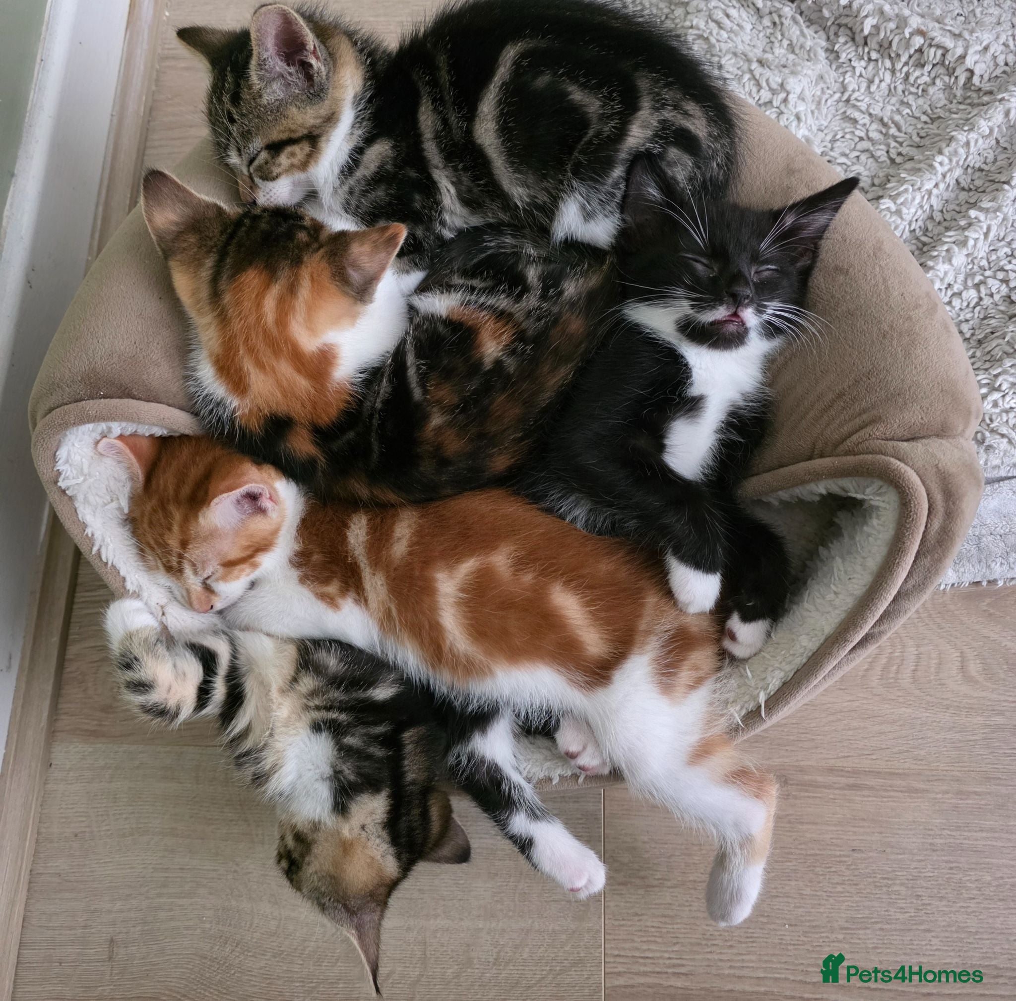 Mixed Breed cats Mixed breed kittens.  - Advert 16