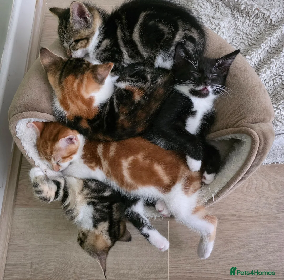 Mixed Breed cats for sale: Mixed breed kittens.  in Haddington - Advert 1