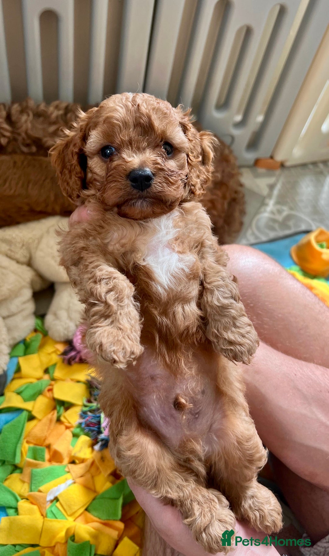 Cavapoo dogs for sale: Top class Extensively tested F1b Toy Cavapoo in Brough - Image 5