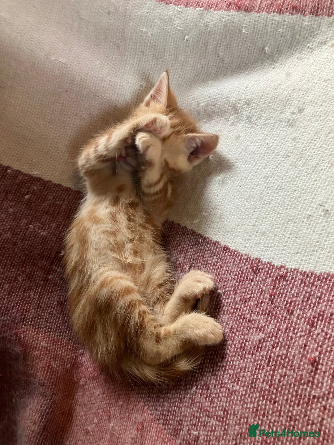 British Shorthair cats for sale: 2 kittens looking for forever home  - Image 15