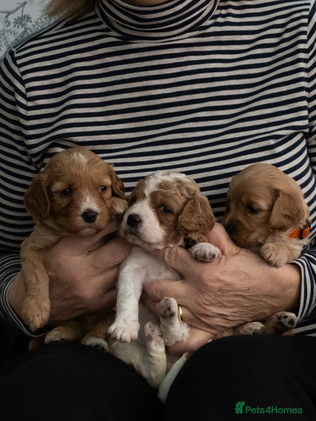 Cavapoo dogs for sale: Adorable Cavapoo Puppies for Sale - Advert 8