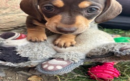 Miniature Dachshund dogs for sale: Miniature dachshund puppies  - Image 11