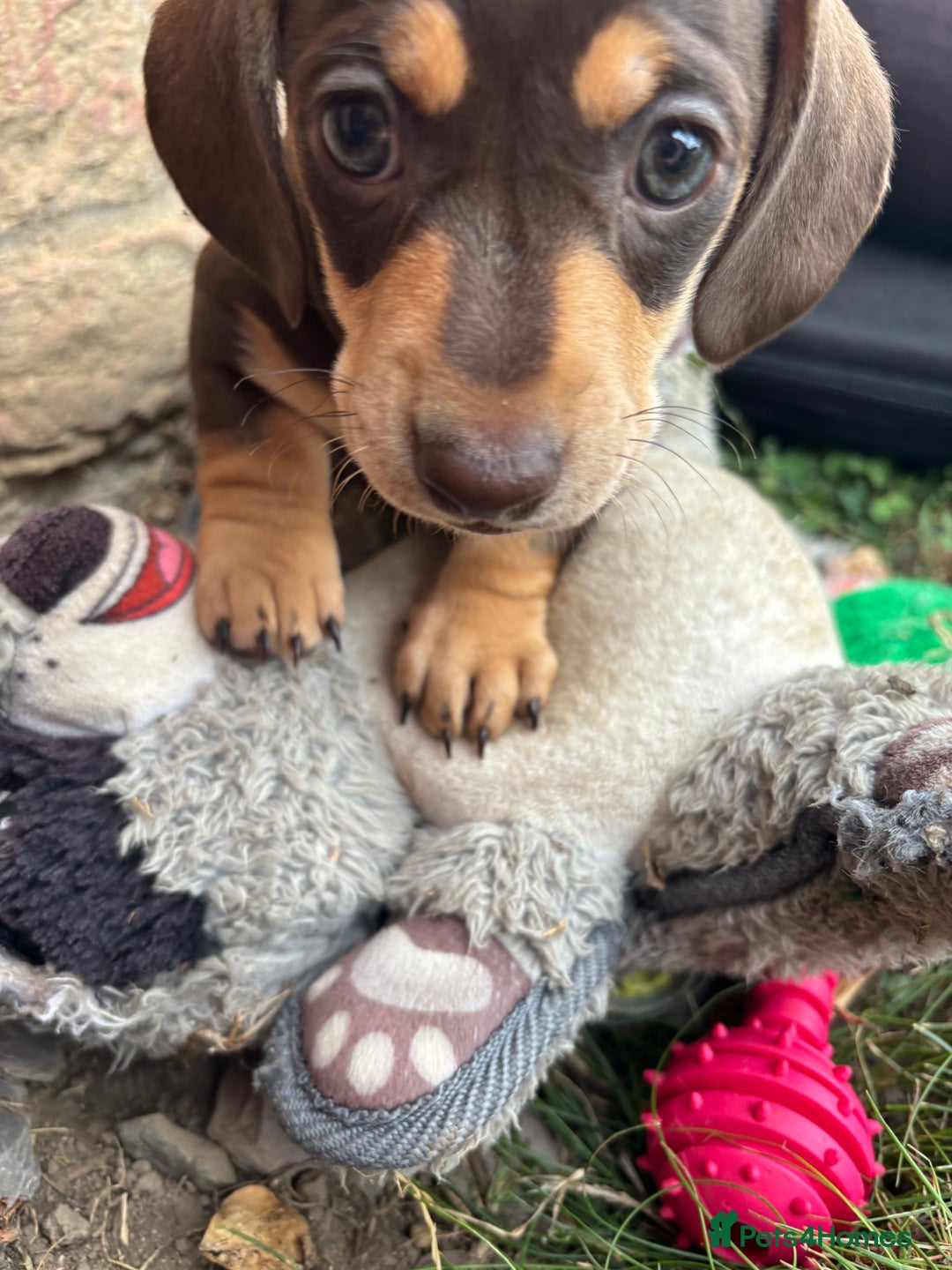 Miniature Dachshund dogs for sale: Miniature dachshund puppies  - Image 11