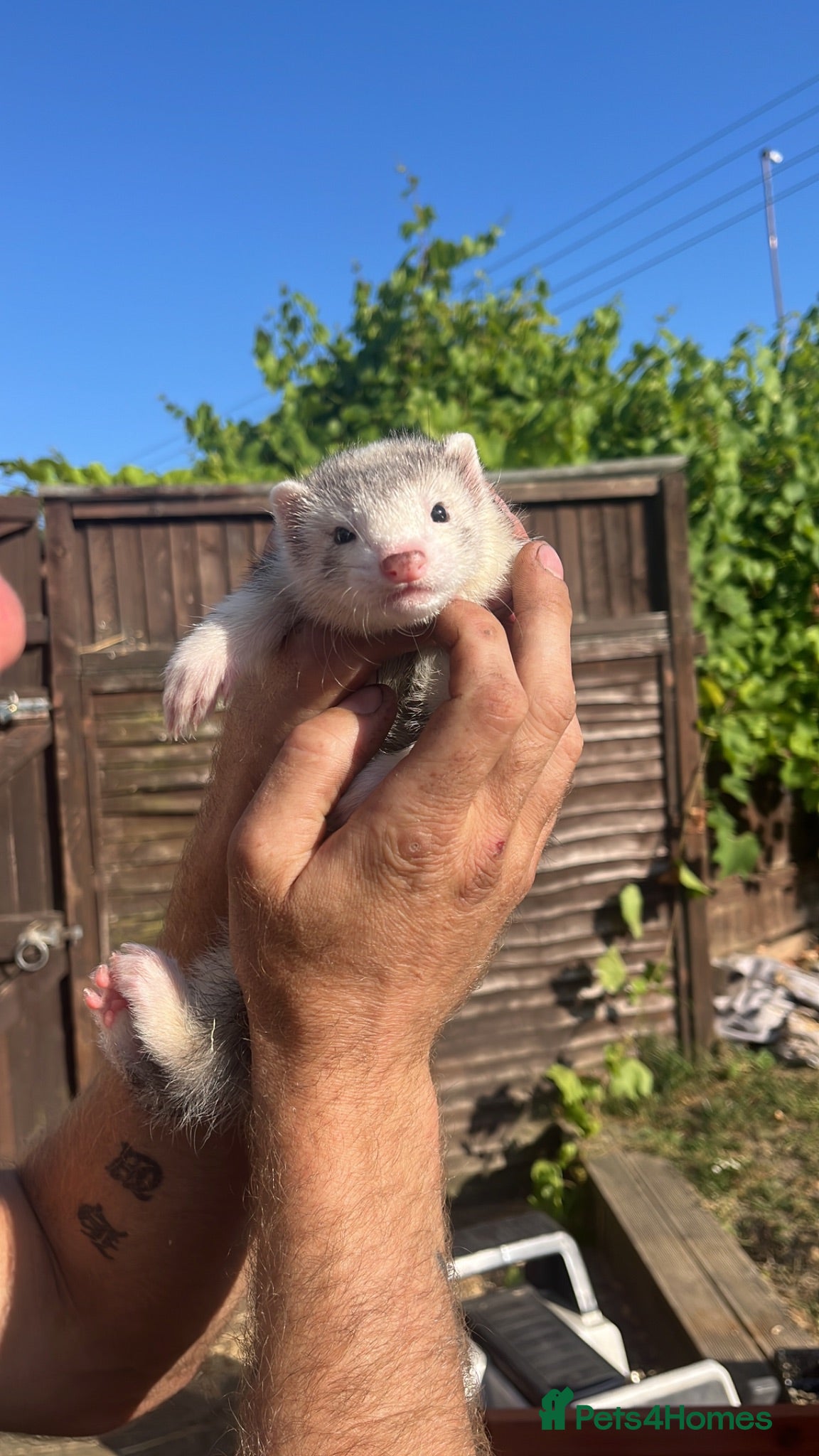 Ferret rodents Ferret kits - Advert 1
