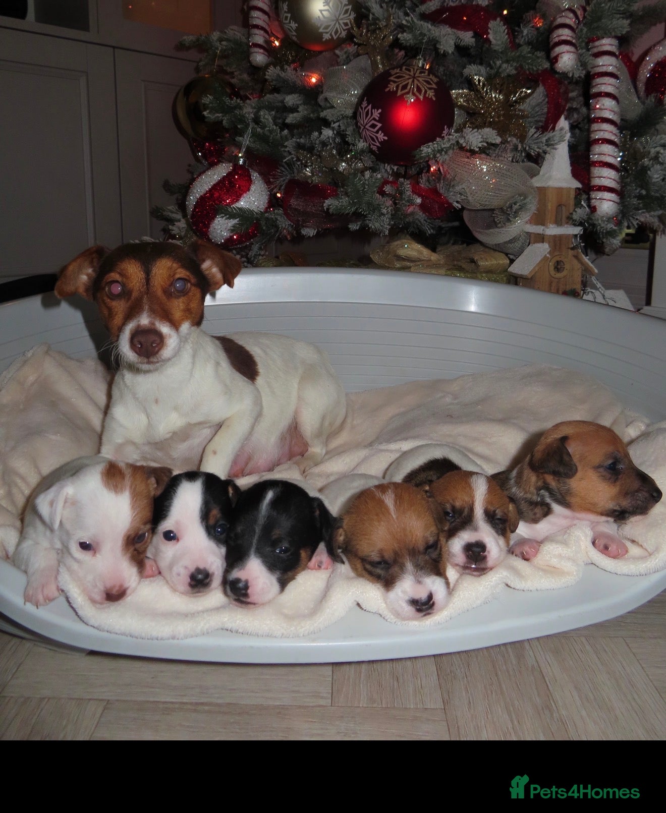 Jack Russell dogs 🐾 Traditional Jack Russel puppies 🐾 - Advert 3