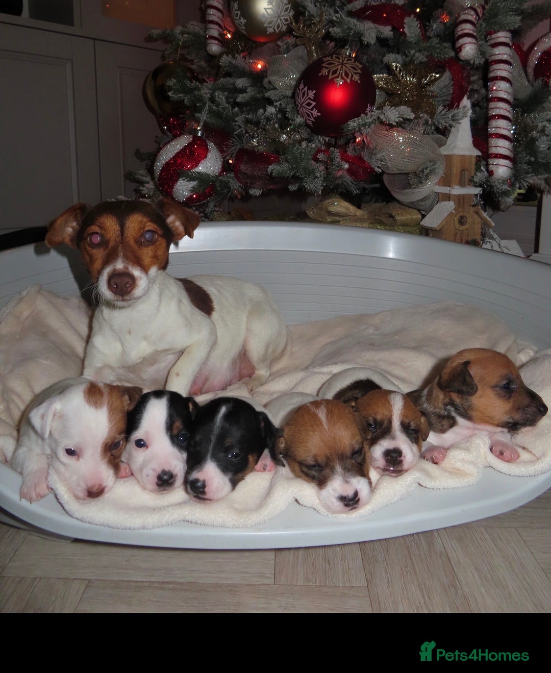 Jack Russell dogs for sale: 🐾 Traditional Jack Russel puppies 🐾 - Advert 1