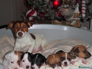 Jack Russell dogs 🐾 Traditional Jack Russel puppies 🐾 - Advert 3