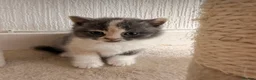 British Shorthair cats for sale:  Beautiful British Shorthair Kittens ✨🐾 - Advert 6