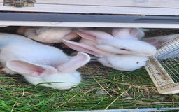 New Zealand rabbits for sale: New Zealand white rabbits For Sale  - Image 6