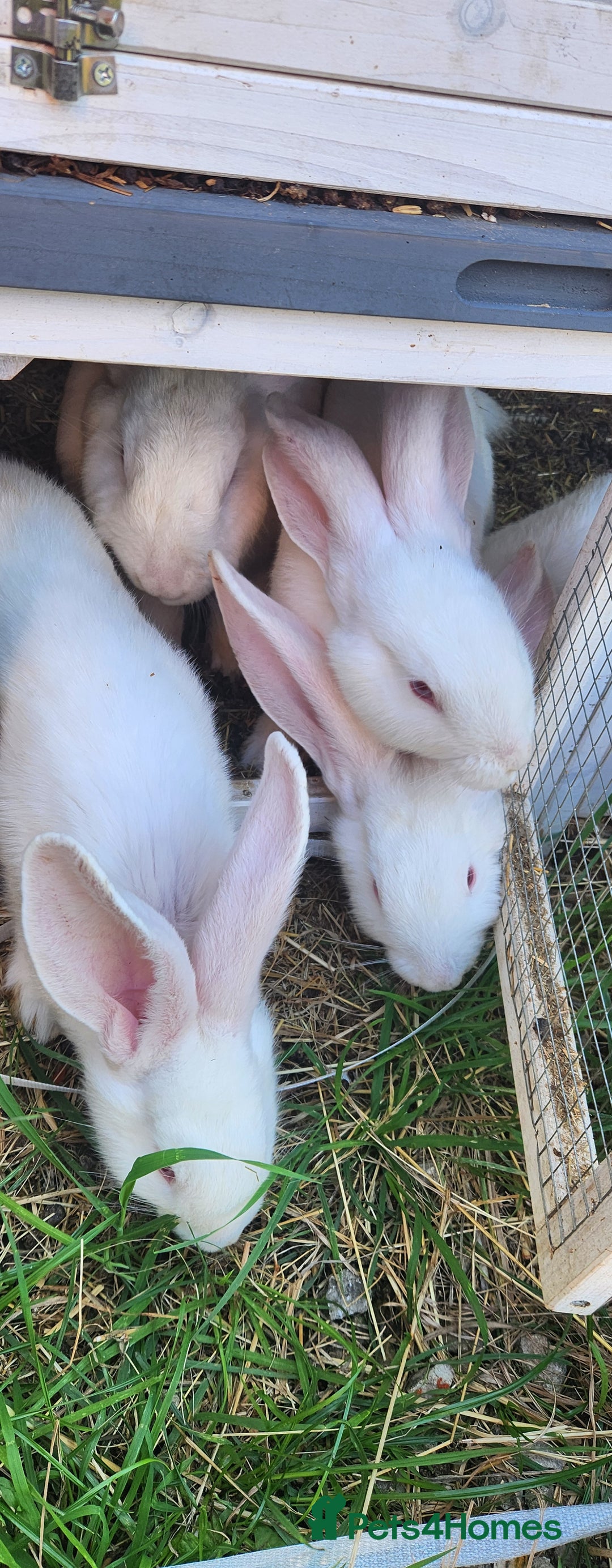 New Zealand rabbits for sale: New Zealand white rabbits For Sale  - Image 6