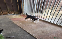 Siberian Husky dogs for sale: Siberian husky puppies (ready forever loving home) - Image 17