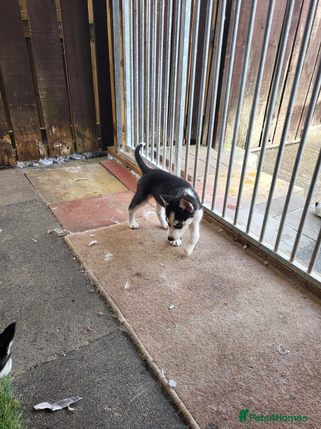 Siberian Husky dogs for sale: Siberian husky puppies (ready forever loving home) - Image 17