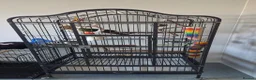 Parrots birds for sale:  Female Australian king parrot with set up - Advert 4
