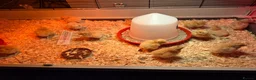 Chickens poultry for sale: Pure breed Buff orpingtons,Day olds hatching today - Advert 2
