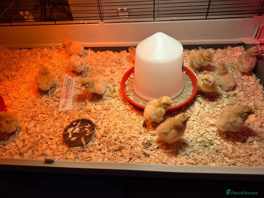 Chickens poultry for sale: Pure breed Buff orpingtons,Day olds hatching today - Advert 2