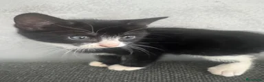 Mixed Breed Kitten 4
