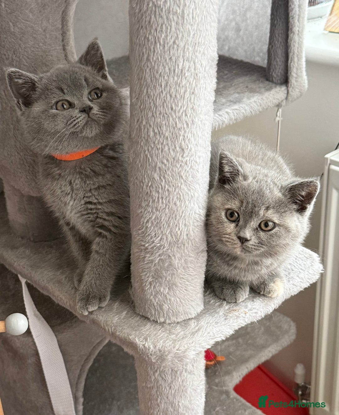 British Shorthair cats for sale: Stunning BSH furry babies all reserved  - Advert 8