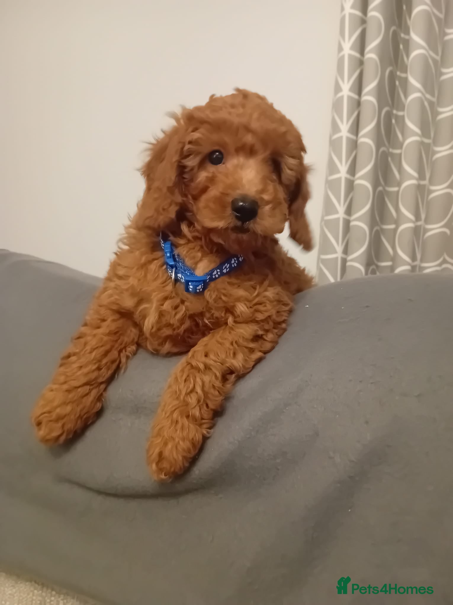 Goldendoodle dogs Goldendoodle puppies - Advert 2