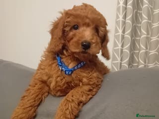 Goldendoodle dogs Goldendoodle puppies - Advert 2