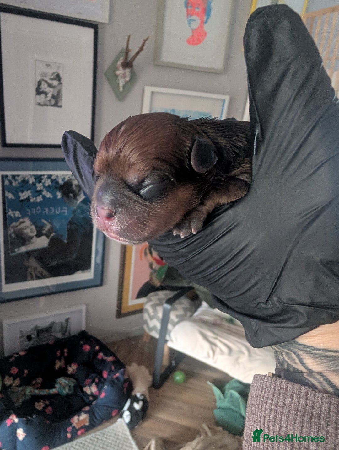 Mixed Breed dogs for sale: 75% Frenchie puppies - Advert 10