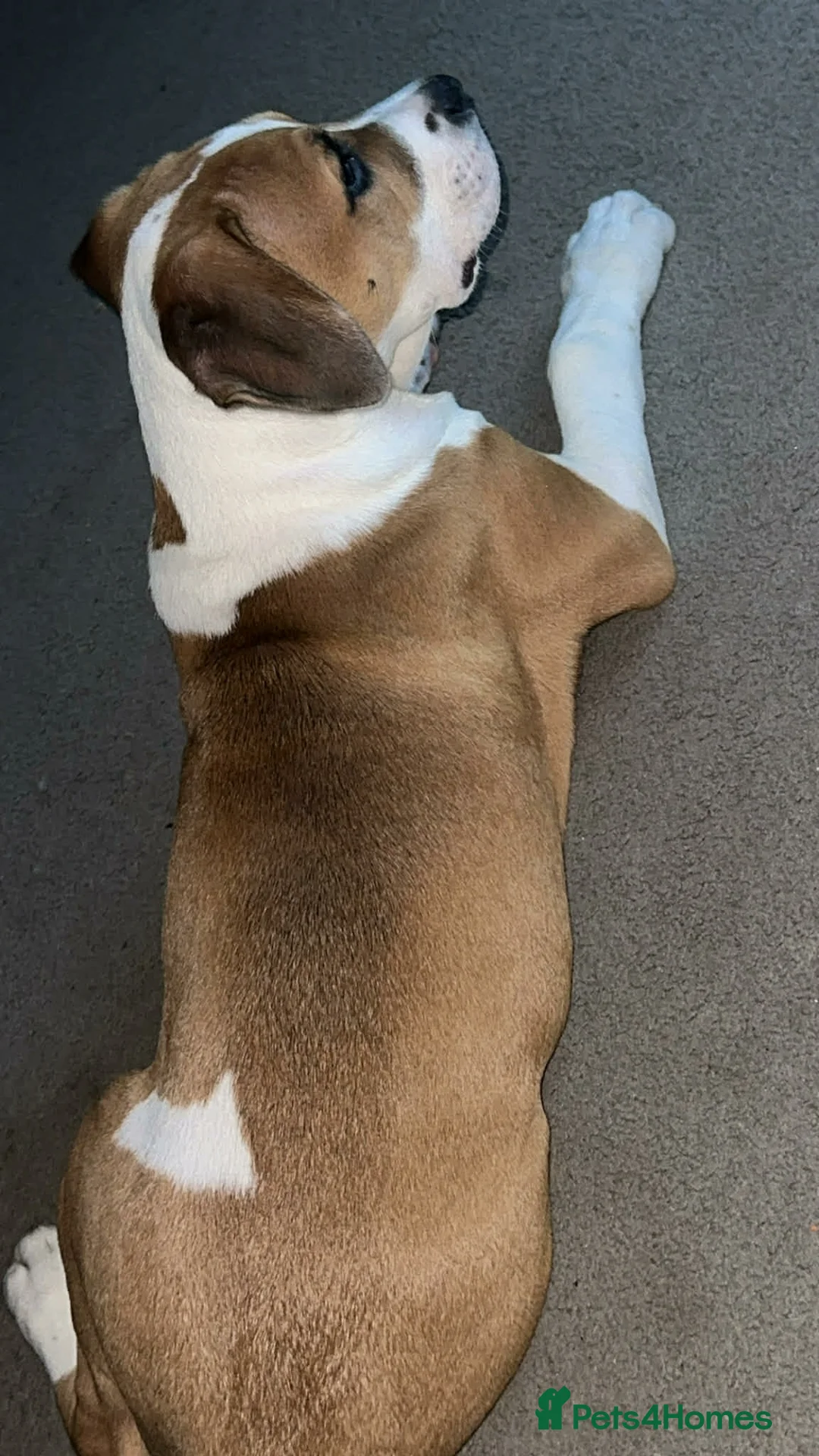 Mixed Breed dogs for sale: Male cane corso cross staffy - Advert 4