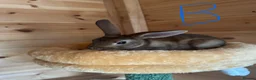 Rex rabbits for sale: Beautiful mini/standard mix Rex Bunnies - Advert 2