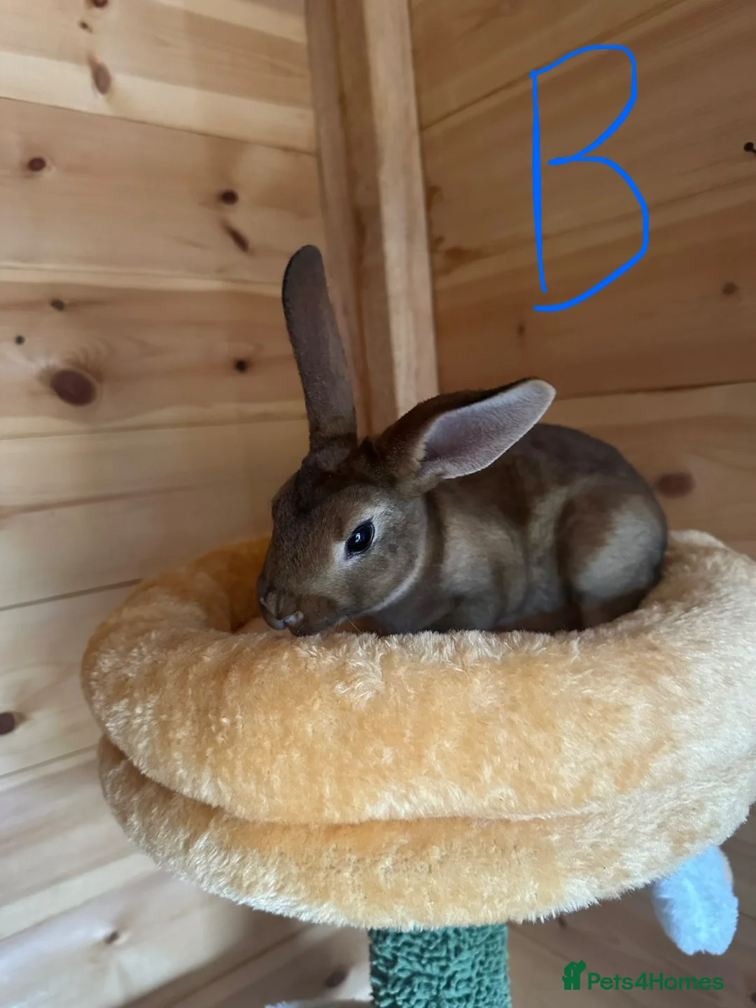 Rex rabbits for sale: Beautiful mini/standard mix Rex Bunnies - Advert 2