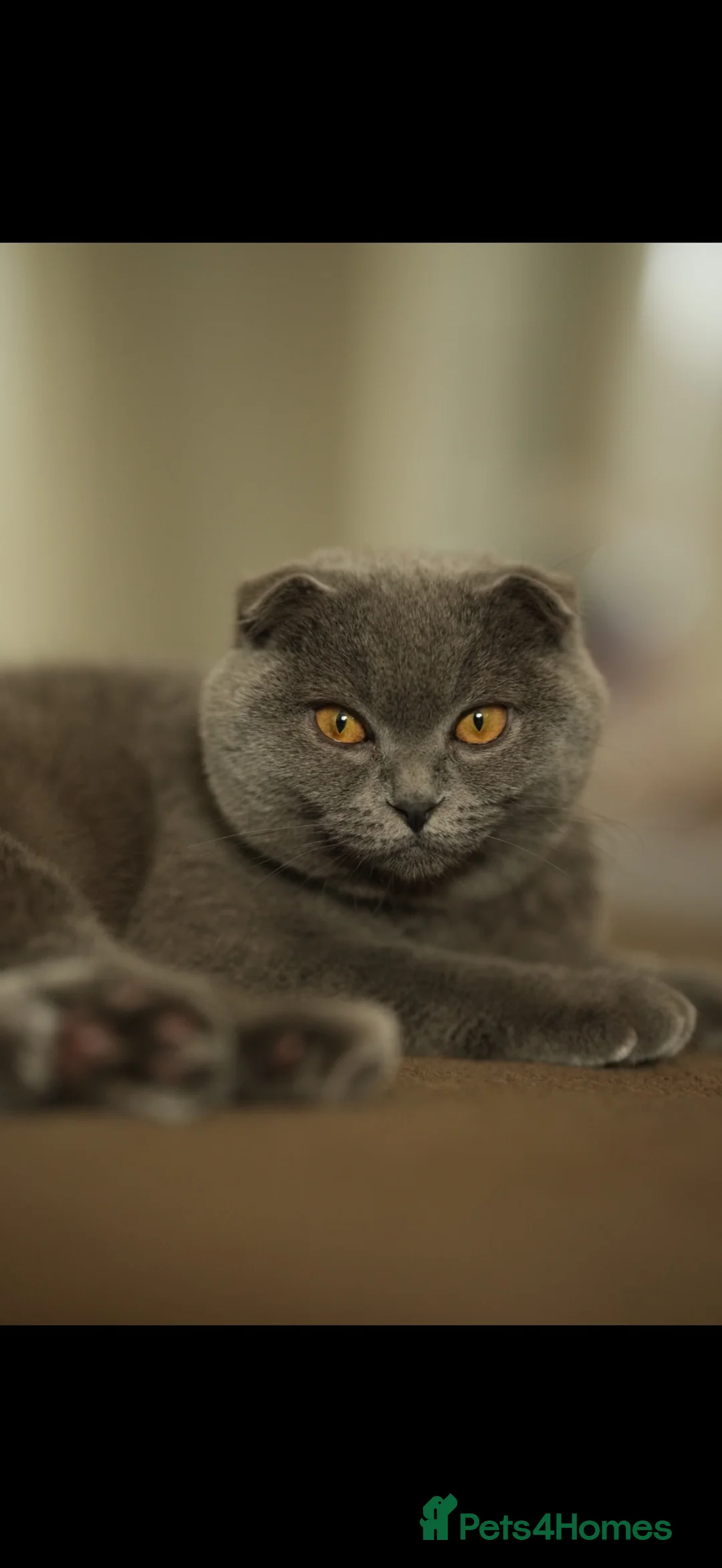 Scottish Fold cats for sale: Scottish Fold Kittens Available - Advert 6