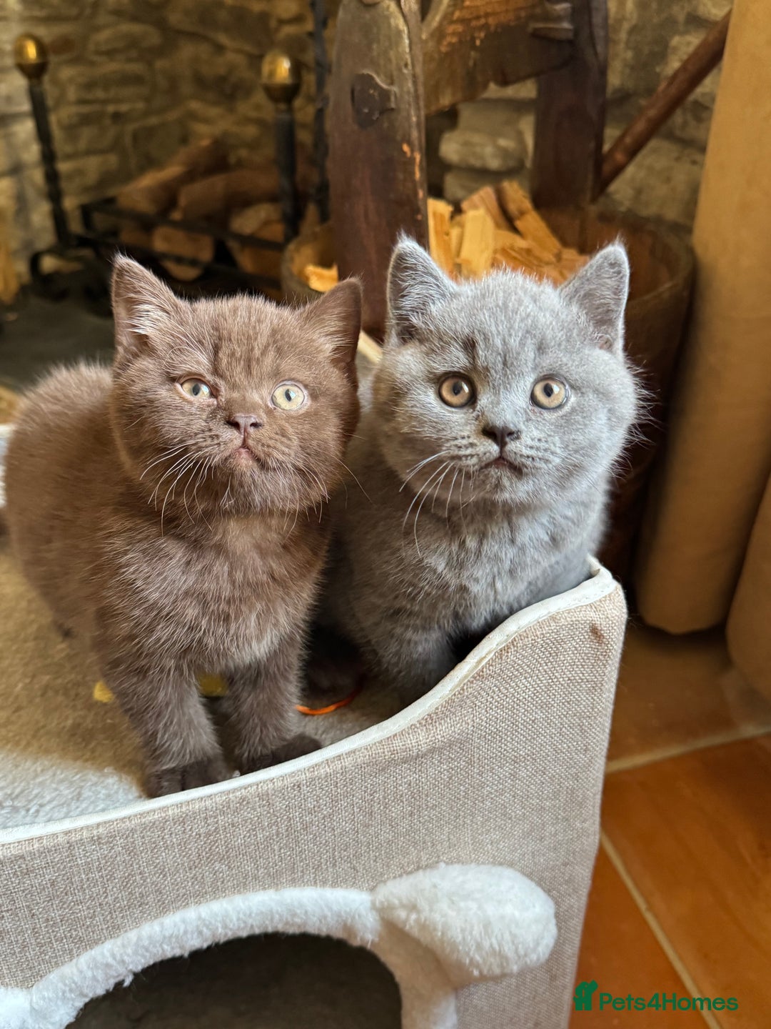 British Shorthair cats for sale: Grand Champion Sired British Shorthair Kittens - Advert 4