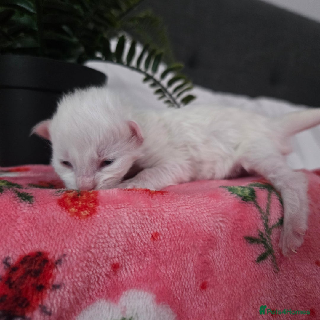 Maine Coon cats for sale: Champion russian Maine coon kittens - Image 5