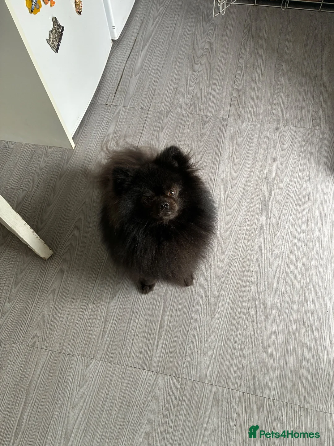 Pomeranian dogs for stud: Stud only  in Winchester - Advert 2
