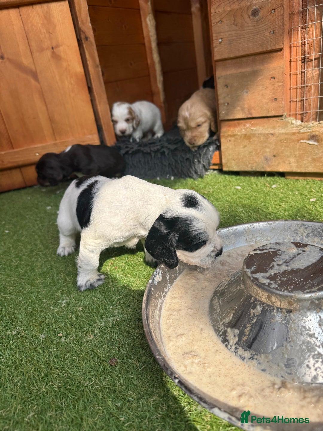 Cocker Spaniel dogs for sale: Working cocker spaniel puppies in Craven Arms - Image 6