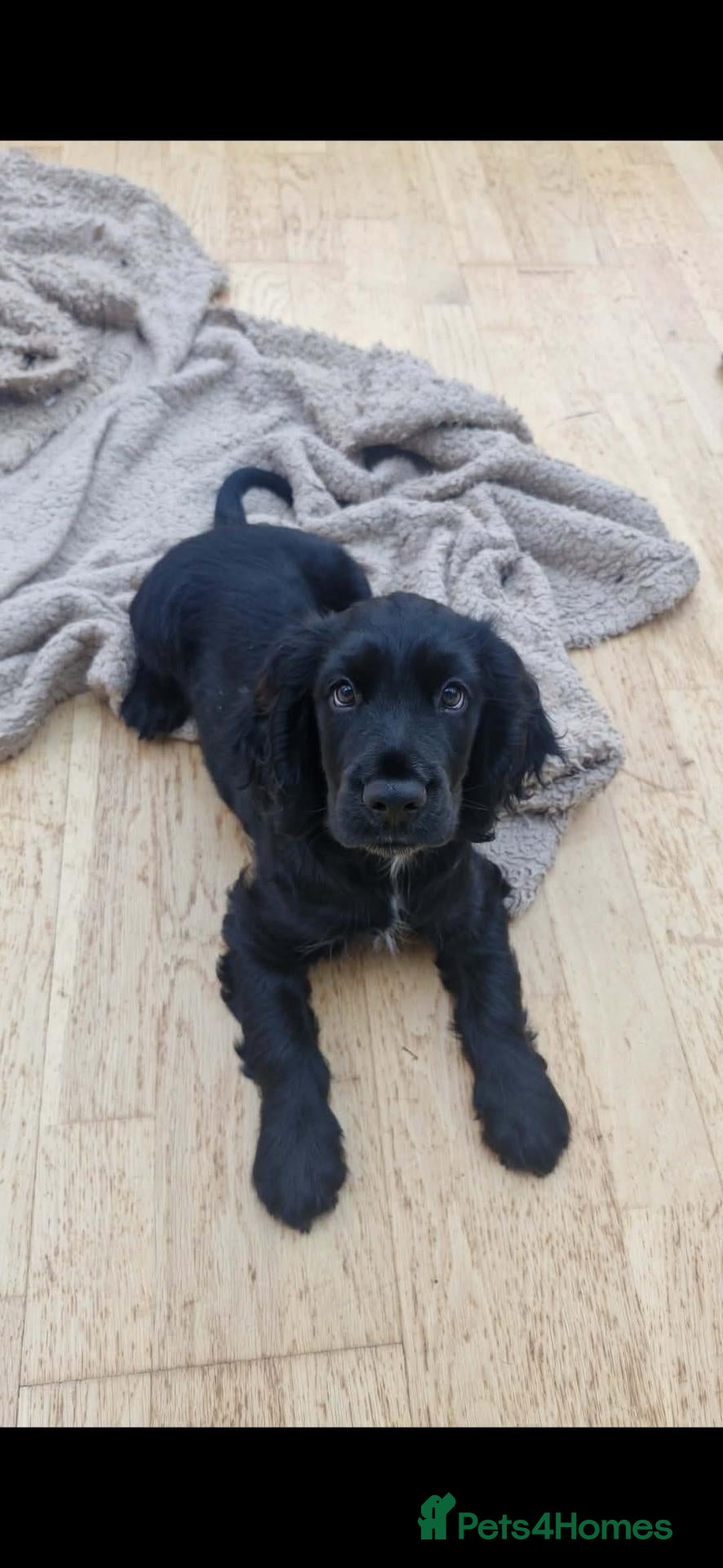Sprocker dogs 9week old sprocker/cocker boy puppy for sale - Advert 7