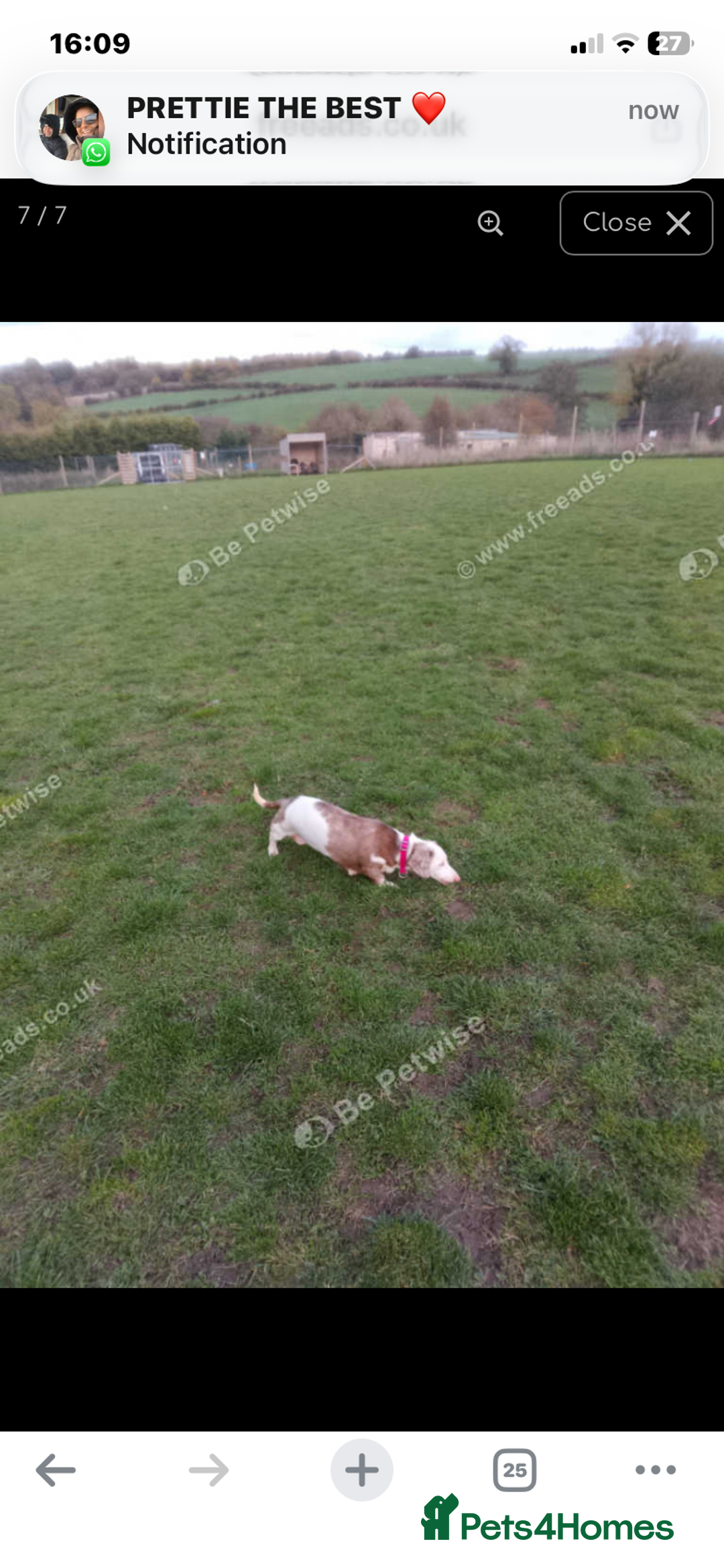 Dachshund dogs for sale: Female merl dachshund  - Advert 2