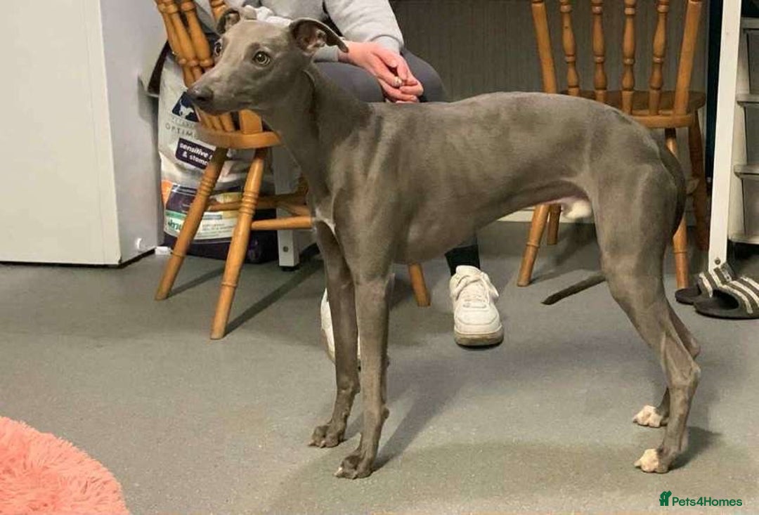 Whippet dogs for sale: ⭐️ Beautifully bred whippet pups ⭐️ - Image 22