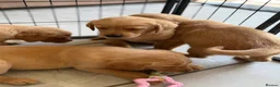 Goldador dogs for sale: GORGEOUS GOLDADORS  - Advert 9