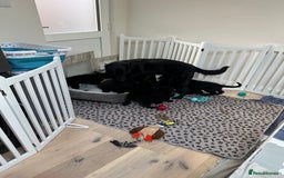 German Shepherd dogs for sale: Pure black german shepherd puppies - Image 10