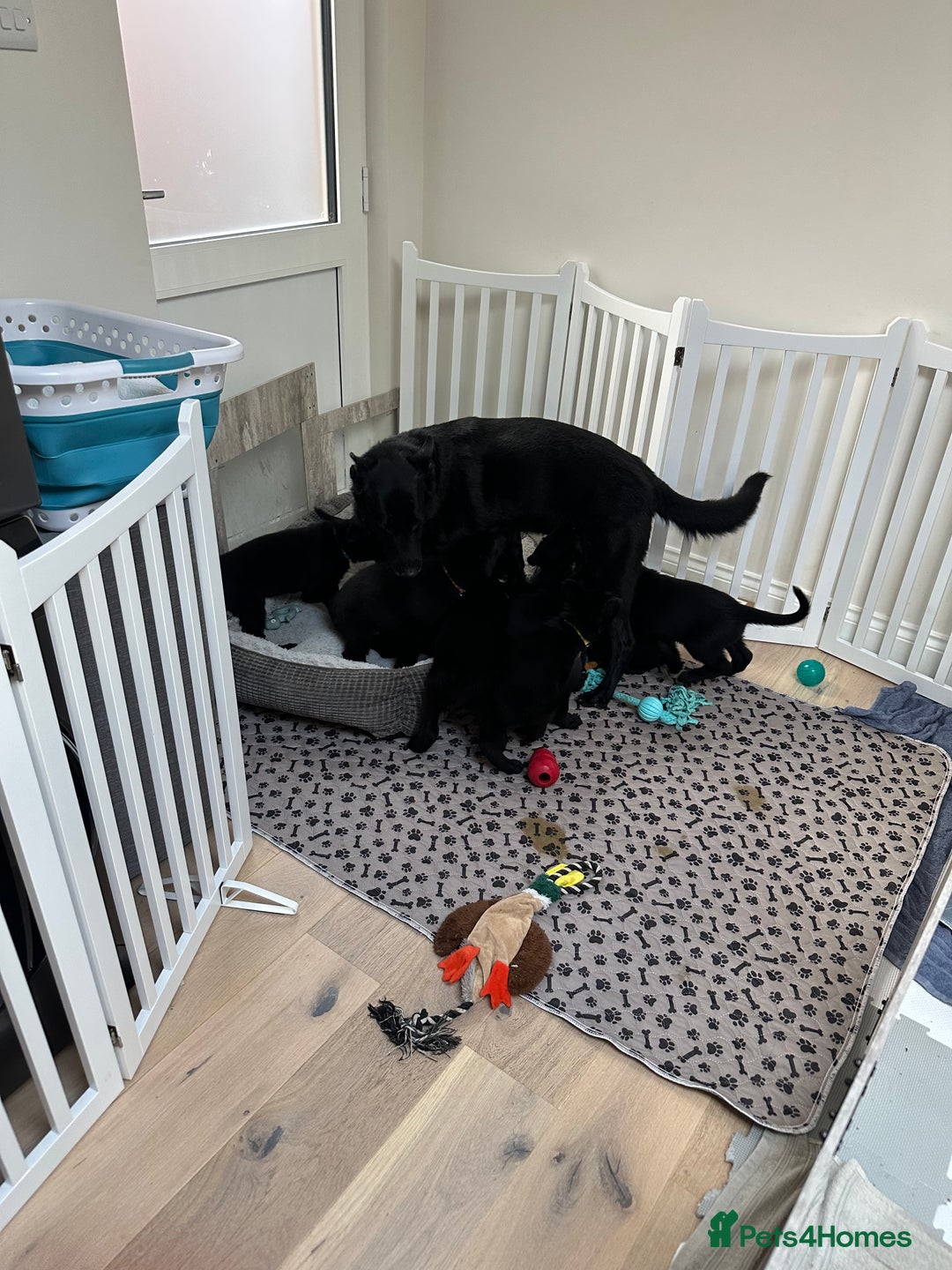 German Shepherd dogs for sale: Pure black german shepherd puppies - Image 10