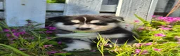 Siberian Husky dogs for sale: 🐾 Siberian Husky Puppies 🐾 - Advert 10