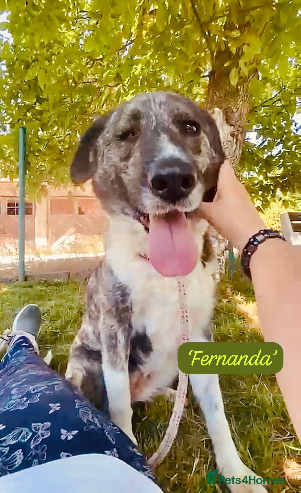 Mixed Breed dogs Fernanda, 4 yrs approx. Available for adoption. - Advert 1