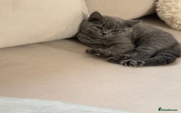 British Shorthair cats for sale: Champion Bloodline British Shorthair & Longhair - Image 10